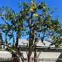 GPL Horticulture