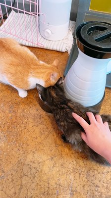 Mauhaus Cat Cafe by null