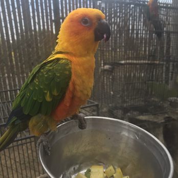 Free Flight - Sparky! - Animal Shelters Near Me - Del Mar, California Free Flight - Sparky! - Animal Shelters Near Me - Del Mar, California