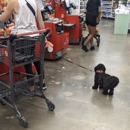 Non service animal