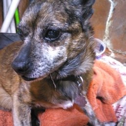 Over the Rainbow Bridge with much love and care Over the Rainbow Bridge with much love and care