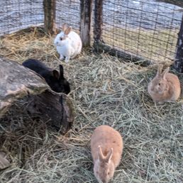 Bunnies everywhere Bunnies everywhere