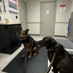 University Drive Veterinary Hospital