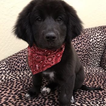 A Posh Pooch - Baby Pyrenees/Retreiver - Pet Groomers Near Me - Post Falls, Idaho A Posh Pooch - Baby Pyrenees/Retreiver - Pet Groomers Near Me - Post Falls, Idaho