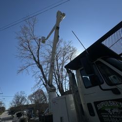 Supulski's Tree Service