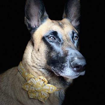 Boulevard Animal Hospital - Mesha Belgian Malinois - Veterinarians Near Me - Long Beach, California Boulevard Animal Hospital - Mesha Belgian Malinois - Veterinarians Near Me - Long Beach, California