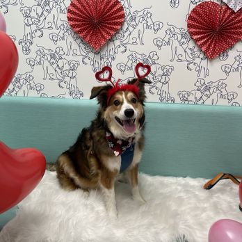 Boulevard Veterinary - Veterinarians Near Me - Chicago, Illinois