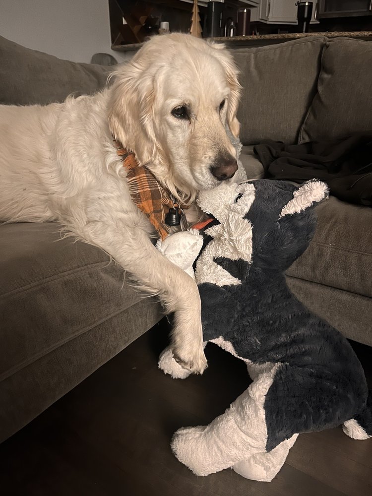 Sophie Bear - pet boarding facility in Denver, CO
