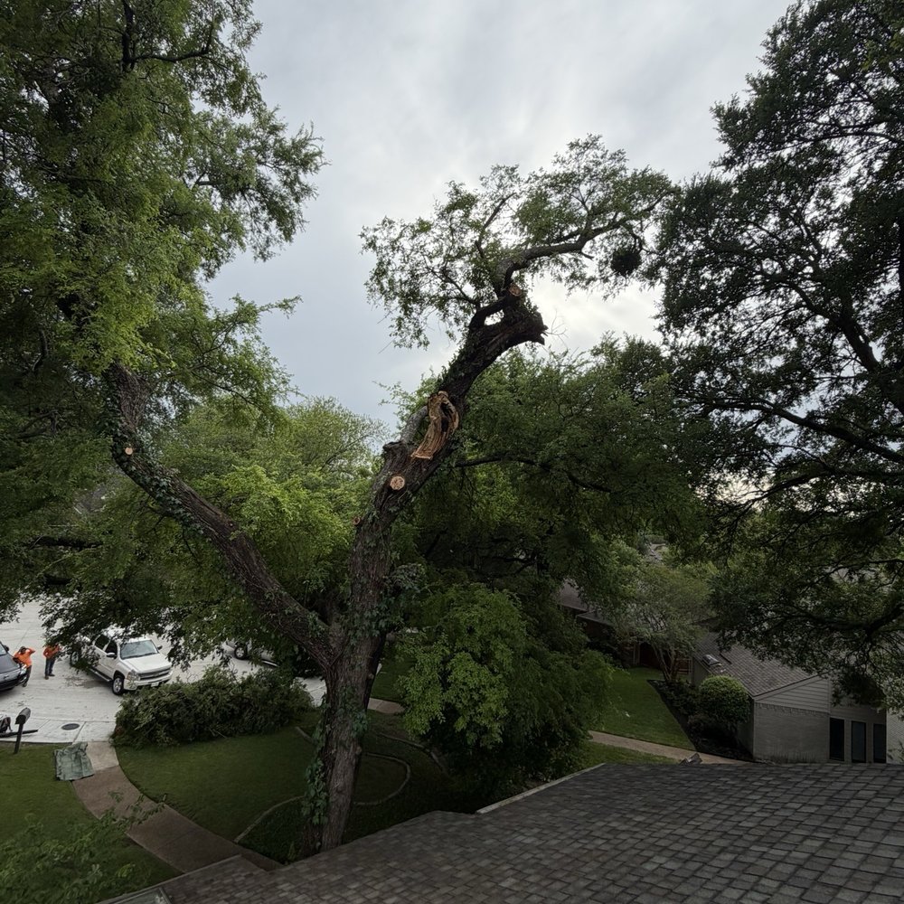H Tree Service - After removal - Tree Services Near Me - Richardson , Texas H Tree Service - After removal - Tree Services Near Me - Richardson , Texas