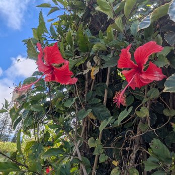 Dole Plantation - Tours Near Me - Wahiawa, Hawaii Dole Plantation - Tours Near Me - Wahiawa, Hawaii