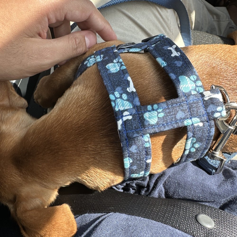 Paws & Claws Etc - The harness on my guy fits so perfect!! - Pet Stores Near Me - Ocean City, Maryland Paws & Claws Etc - The harness on my guy fits so perfect!! - Pet Stores Near Me - Ocean City, Maryland