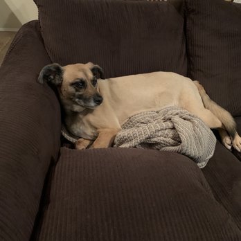 Blissful Pet Salon - Happy and looking good.. Senior pups are the best. - Pet Groomers Near Me - Prescott Valley, Arizona Blissful Pet Salon - Happy and looking good.. Senior pups are the best. - Pet Groomers Near Me - Prescott Valley, Arizona