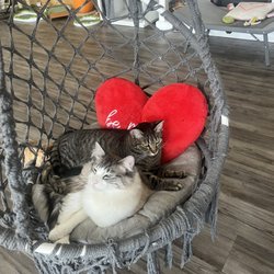 Cat Show Cat Cafe