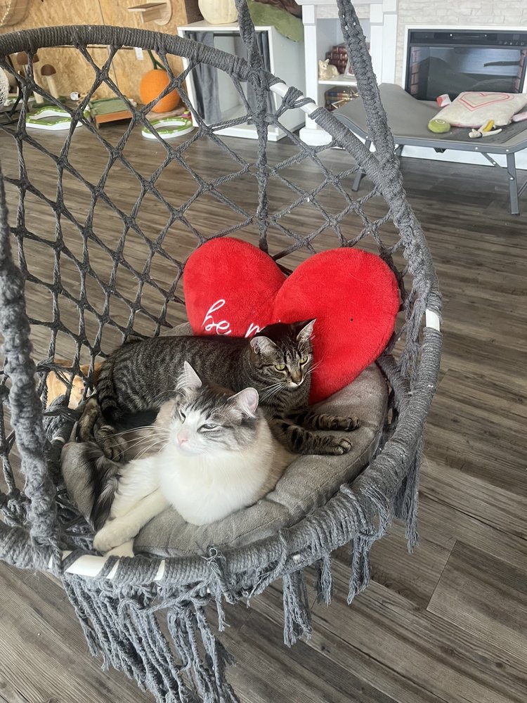Cat Show Cat Cafe Logo