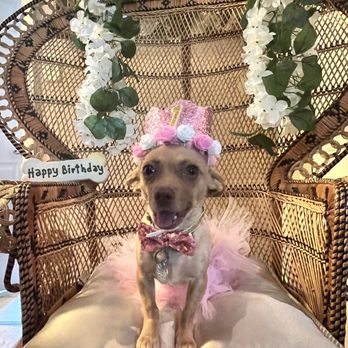 SAGE Veterinary Centers - Campbell - Chiquita who just turned 1 year - Veterinarians Near Me - Campbell, California