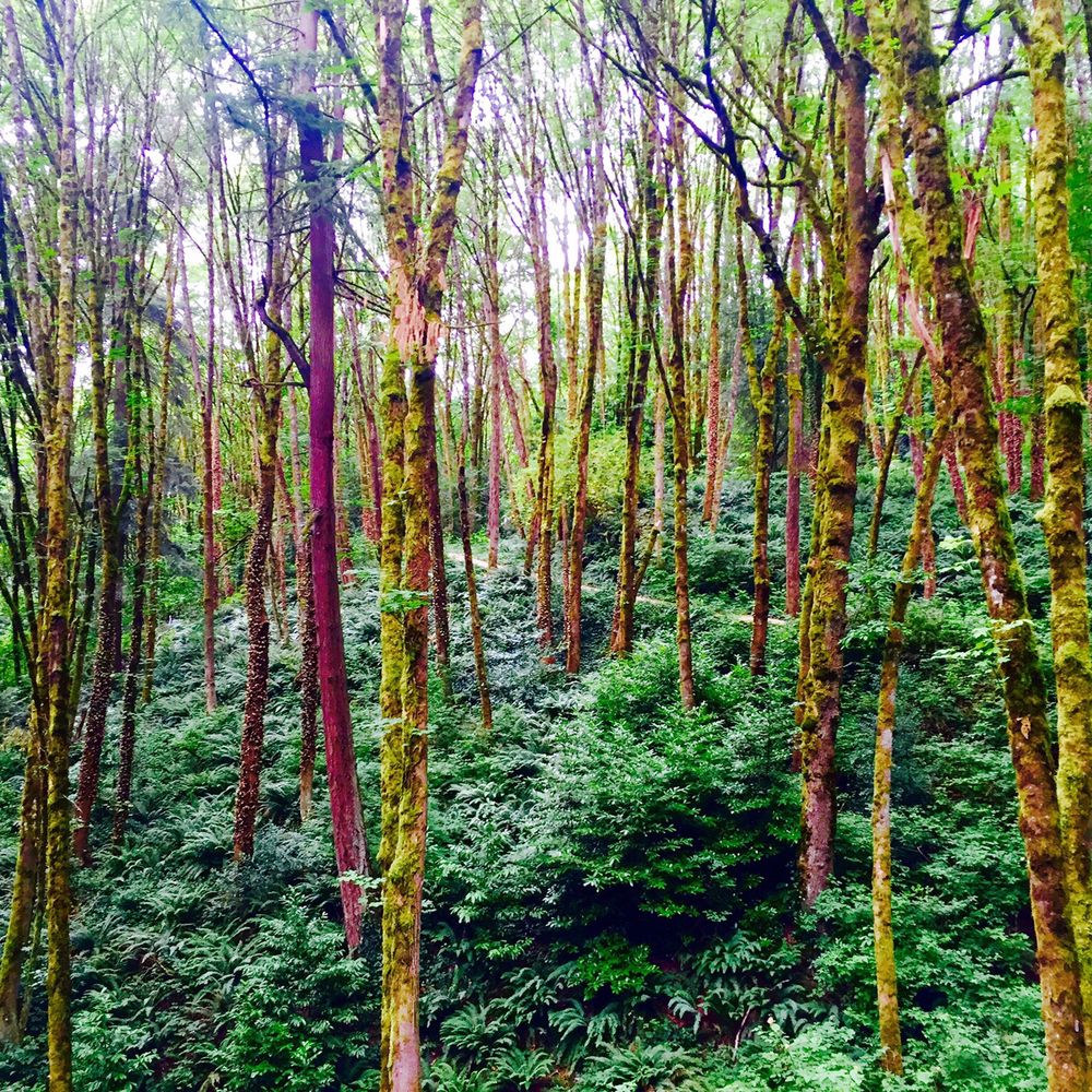 Treehouse Apartments - Marquam Hill's nearby trails - Apartments Near Me - Portland, Oregon Treehouse Apartments - Marquam Hill's nearby trails - Apartments Near Me - Portland, Oregon