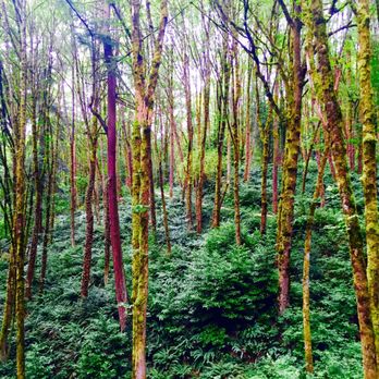 Treehouse Apartments - Marquam Hill's nearby trails - Apartments Near Me - Portland, Oregon Treehouse Apartments - Marquam Hill's nearby trails - Apartments Near Me - Portland, Oregon