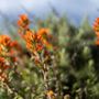 Photo of Point Lobos State Natural Reserve