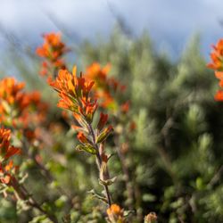 Point Lobos State Natural Reserve - Point Lobos State Natural Reserve
