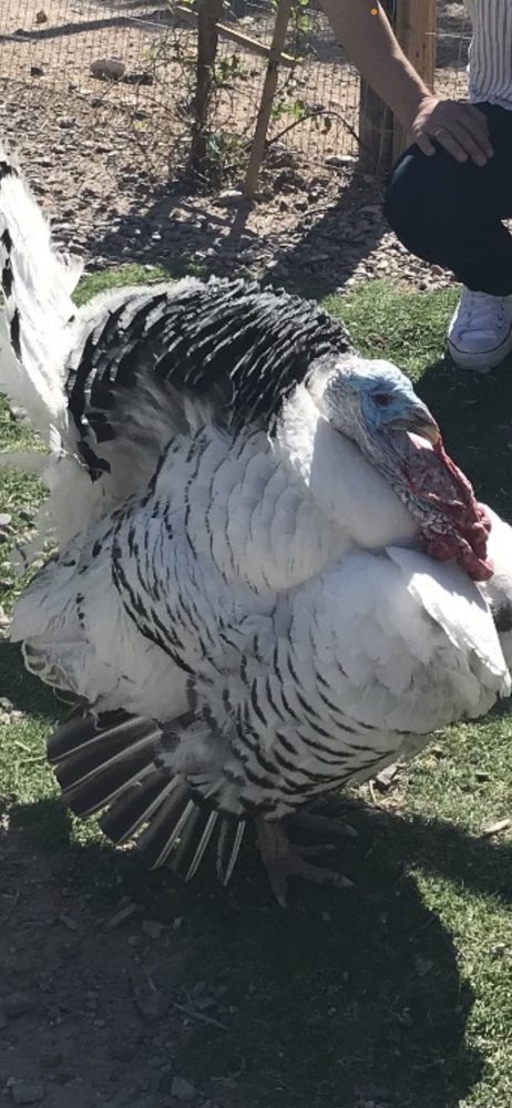 Hacienda Del Camino Real Hot Springs Logo