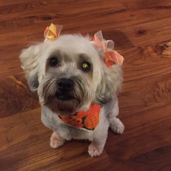Gidgets Grooming - Love how she coordinates the bandana and bows based on the season! - Pet Groomers Near Me - Denver, Colorado