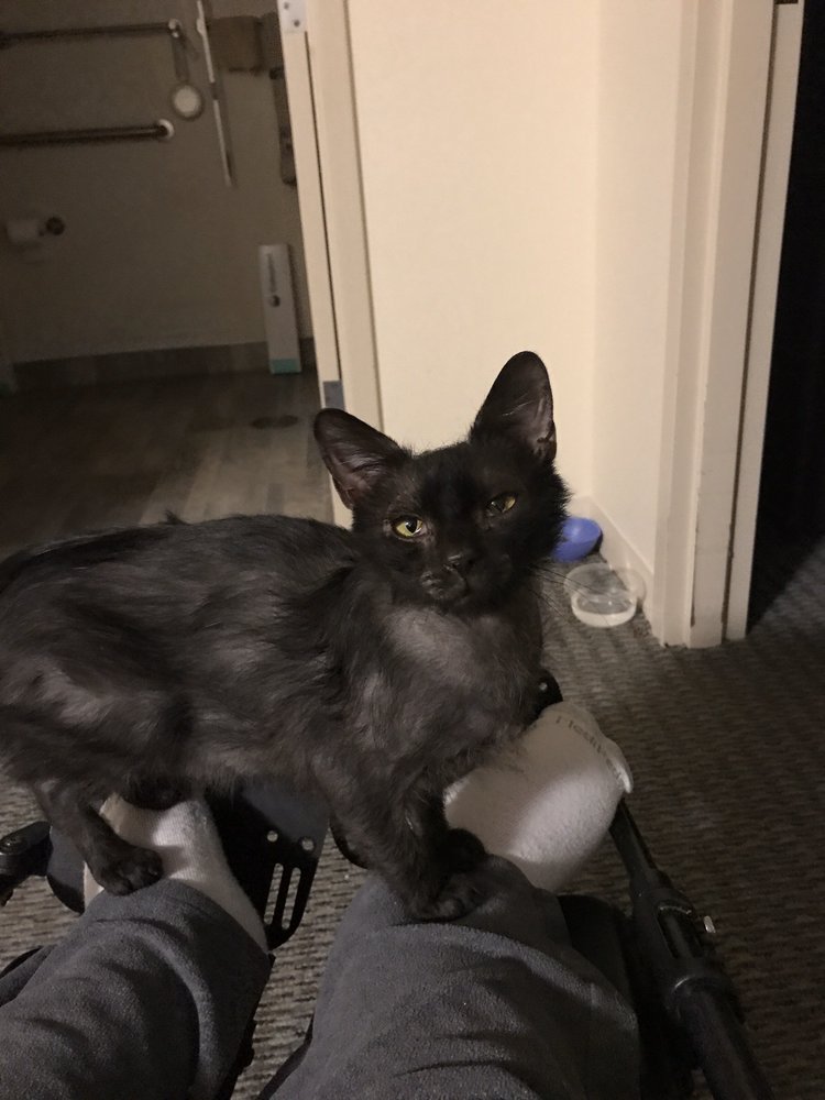 THE COUNTRY VET Updated April 2024 2133 State Rt 21, Canandaigua