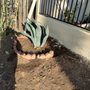Photo of Perez Landscaping