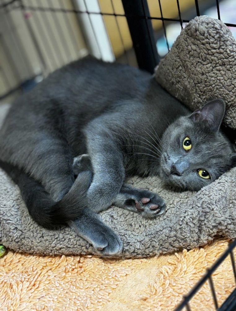 Humane Society of Marion County Image