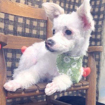 Snip N Clip - Sissy - Pet Groomers Near Me - Mesquite, Nevada Snip N Clip - Sissy - Pet Groomers Near Me - Mesquite, Nevada