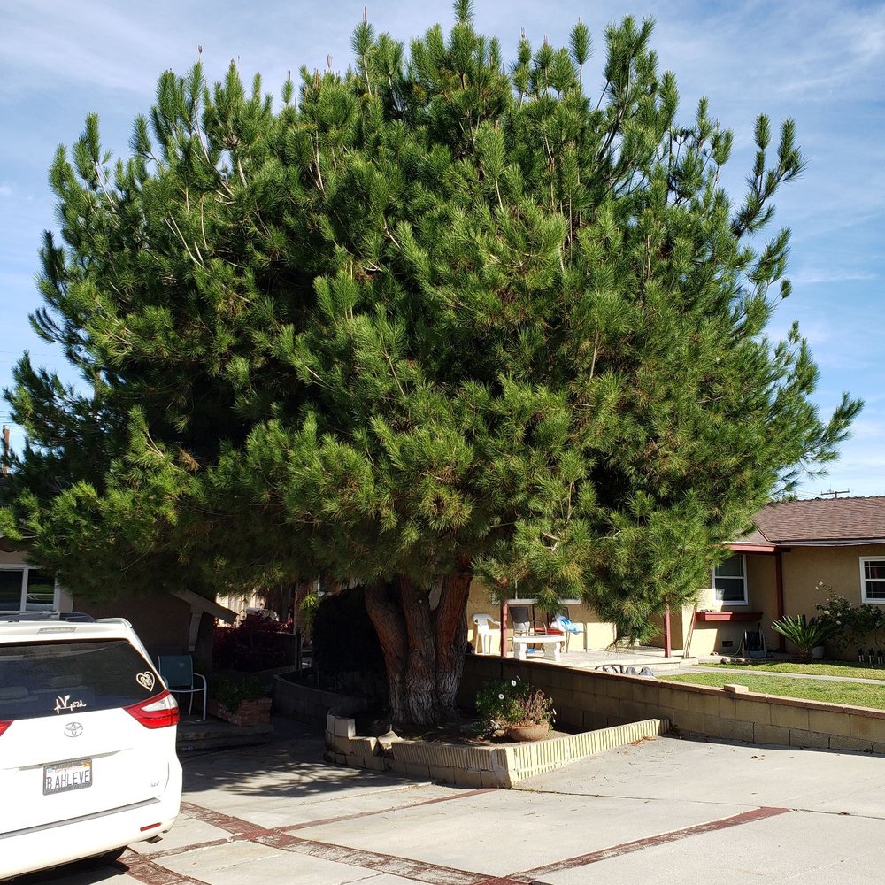 Top Unit Tree Service - Before - Tree Services Near Me - Norwalk, California Top Unit Tree Service - Before - Tree Services Near Me - Norwalk, California