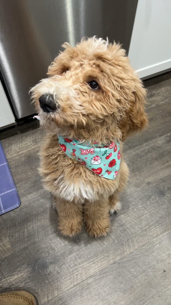 HUGS AND SUDS HOMEWOOD 5522 Hampton Heights Dr, Birmingham, Alabama