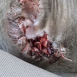 Orangevale Veterinary Hospital - Medical malpractice from this veterinary