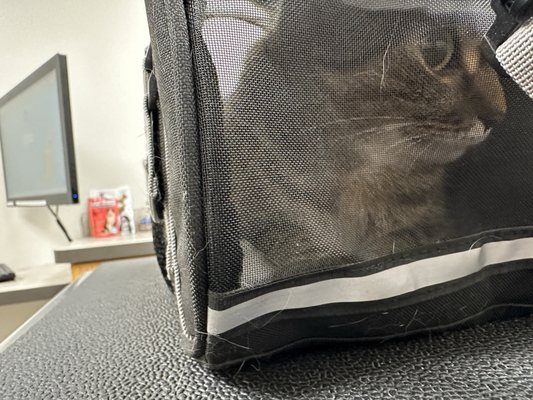 Cascade Hospital for Animals by null