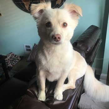 Scrubadub Dog - Pet Groomers Near Me - Baltimore, Maryland