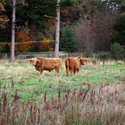 Klondyke Garden Centre - Heery coos just across the road from the garden centre