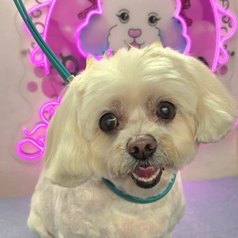 Boujee Bubbles Dog Grooming - Pet Groomers Near Me Boujee Bubbles Dog Grooming - Pet Groomers Near Me