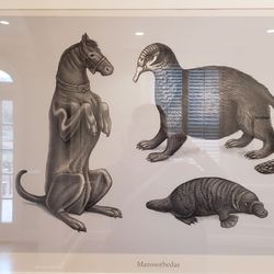Gregg Museum of Art & Design - Exhibits are always changing. I enjoyed this weird animal Mashup.