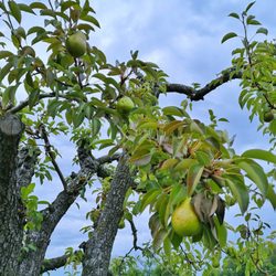 Cherry Avenue Farms - Cherry Avenue Farms - Pear picking starts in about a month
