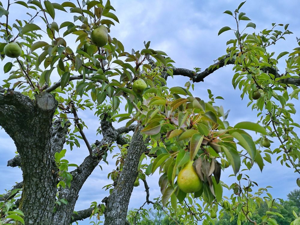 CHERRY AVENUE FARMS Updated July 2024 69 Photos & 11 Reviews 4303