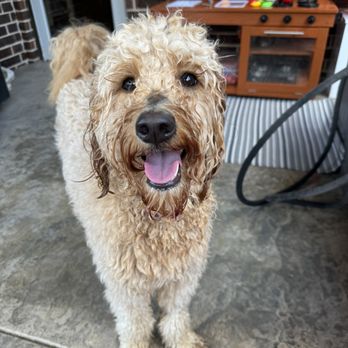 Camp Bow Wow - Before the groomer - Pet Groomers Near Me - Mckinney, Texas