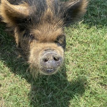 Halbert Farm KuneKune Pigs - Well hello there. - Ranches Near Me - Burleson, Texas Halbert Farm KuneKune Pigs - Well hello there. - Ranches Near Me - Burleson, Texas