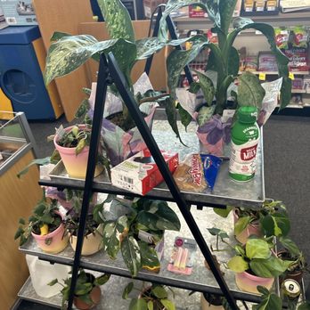 CVS Pharmacy - Poorly managed plants they're dying and on sale still... - Drugstores Near Me - Sun Valley, California