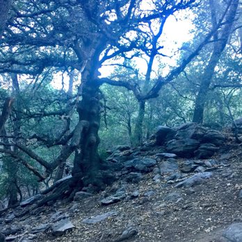 Heart Rock - Cool trees - Hiking Near Me - Crestline, California