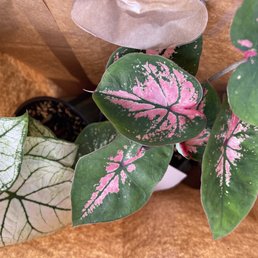 a close up of a plant