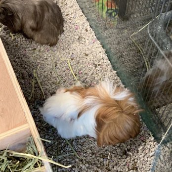 Pet World - Adorable guinea pigs! - Pet Stores Near Me - Lawrence, Kansas Pet World - Adorable guinea pigs! - Pet Stores Near Me - Lawrence, Kansas