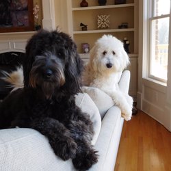 Veterinary Care Center - Gracie Mae and Zoey think Dr. Cribb is the best doctor in the world...and they've lived in Canton, Georgia and now Dubai!  They know!