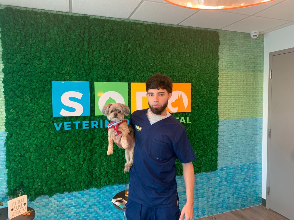 SODO Veterinary Hospital - pet boarding facility in Orlando, FL