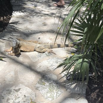 Xcaret Park - Lizard - Amusement Parks Near Me - Playa del Carmen, ROO