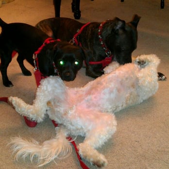 Linda's K9 Assistance - Zozo, Roxie, Youker - Dog Walkers Near Me - San Mateo, California Linda's K9 Assistance - Zozo, Roxie, Youker - Dog Walkers Near Me - San Mateo, California