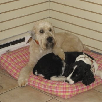 Kelly's Underground Dog Grooming - Pet Groomers Near Me - Boston, Massachusetts
